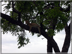 foto Parco nazionale del Chobe